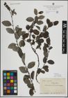 Foto von Salix myrsinifolia Salisb.